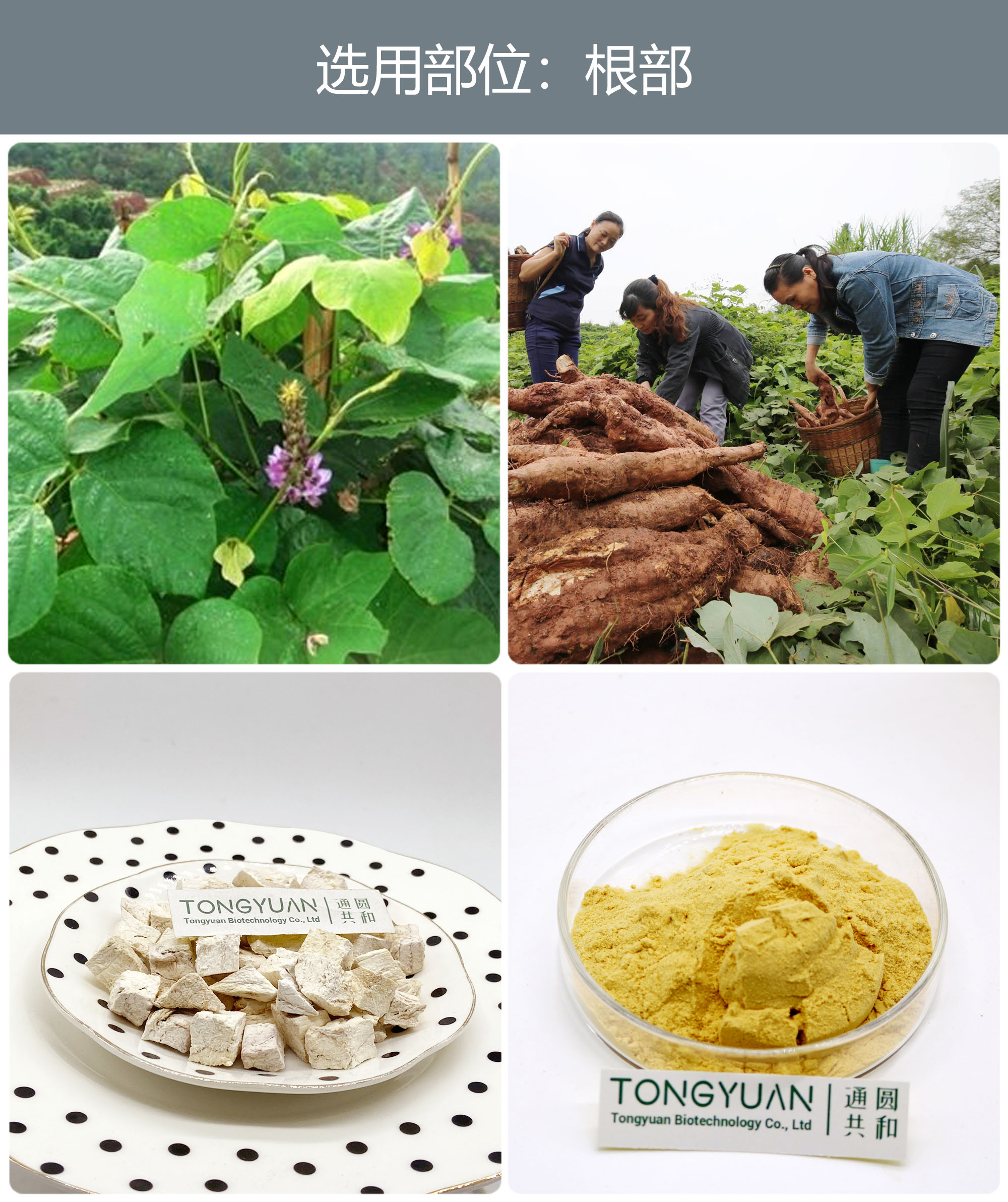 葛根33333 葛根33333