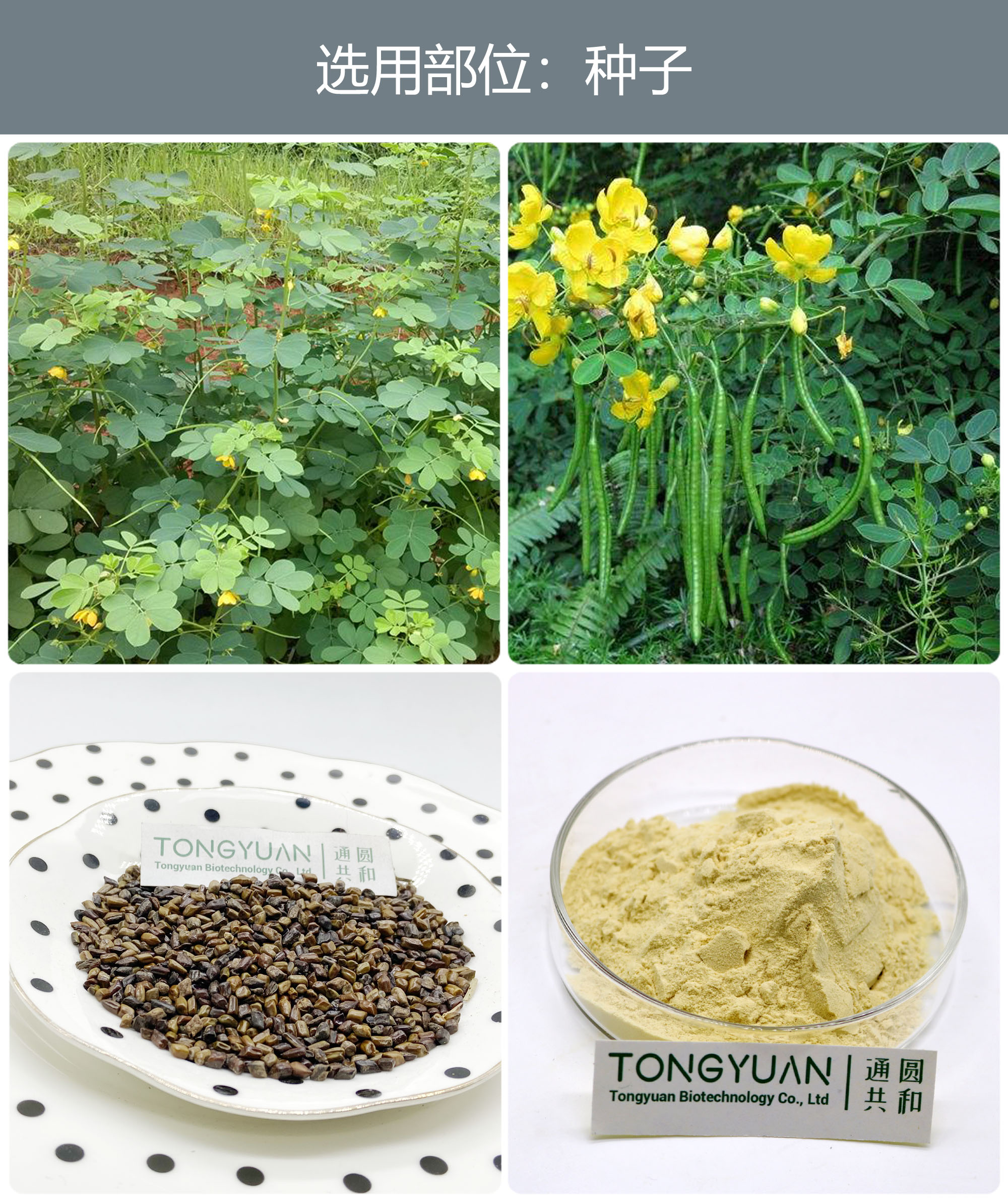 決明子213 決明子213