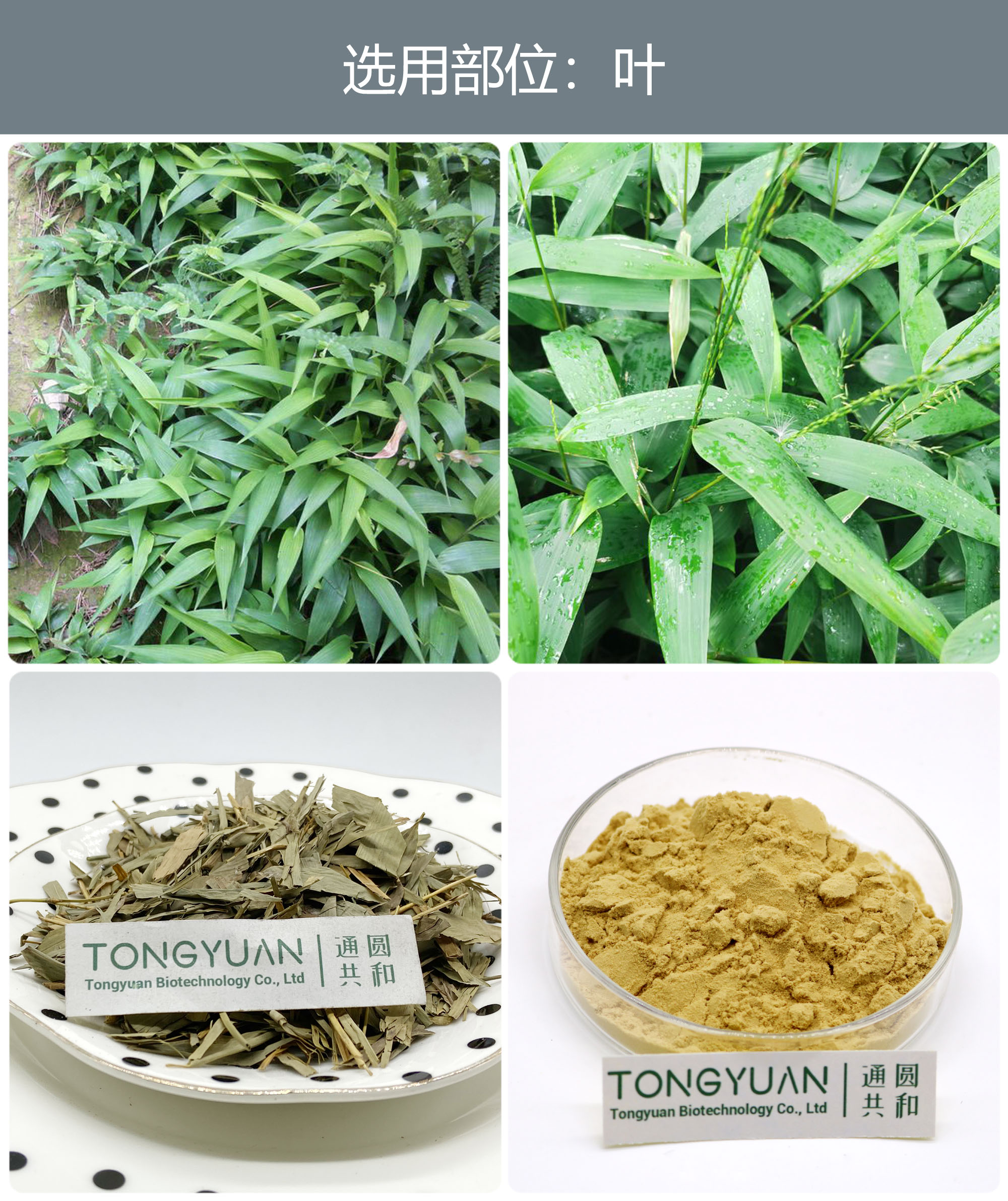 淡竹葉22 淡竹葉22